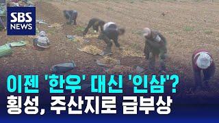 횡성, 인삼 주산지로 '급부상'…기후 온난화 영향 / SBS