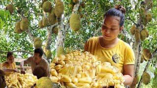 Harvesting Jackfruit - Gardening, Vegetable, Harvest fruit, Growing fruit trees - Thuy Building Farm