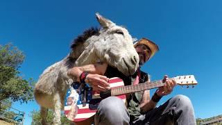 Hazel The Donkey Loves Music Best Clips Christopher Ameruoso