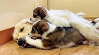 Two Adorable Puppies Love Golden Retriever! [Cuteness Overload]