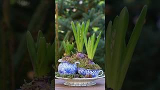 Making a Hyacinth Kokedama 🪻#christmasdecorations #christmasflowers #christmas