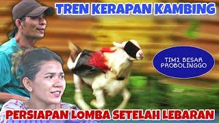 PARA KAMBING JUARA TREN HARI INI || PERSIAPAN HUT PUTRI PESAWAT