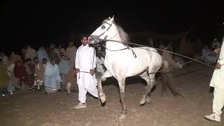 00059 Horse Dance vedio mela peer abid shah