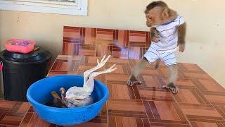 Little Monkey Jason Stunned Stand Up Fast To Talk With Chicken