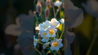 Plants that can hear and attract pollinators #geography #fact #ai #doyouknow #learn
