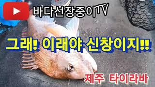 제주 빠가 타이라바 시즌 마지막을 달린다! 마지막 3주 그래! 이래야 신창이지!! - jeju  tairubber fishing. jeju skipper.