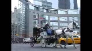 Carriage Horses in New York City