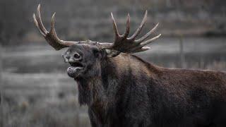 "Moose Facts You Didn’t Know | Animal Hub"