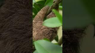 Baby sloth's first adventures #discoverwildlife #robertefuller #wildtravel