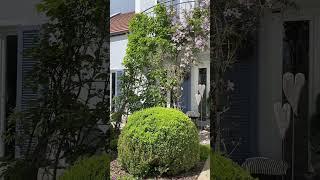 Waldrebe/Clematis #plants #garten #meinschönergarten #garden #gardeninspiration