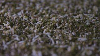 Maggots and rotting food waste: a new recipe for sustainable fish and animal feed