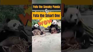 Fufu the Sneaky Panda & Fafa the Smart One  #cupcutediting #funnypanda #sneaky #funnyvideos