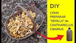 DIY:  COMO PREPARAR  TU  PROPIO INOCULO o “SEMILLA” de CANTHARELLUS CIBARIUS /Rebozuelo, Chanterelle