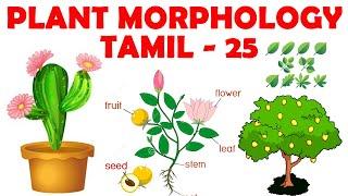 Plant Morphology in Tamil 25 - Monocot Seed Types & Structure - Rajus Biology