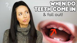 When Do Baby & Adult Teeth Come In? (Tooth Eruption Ages)