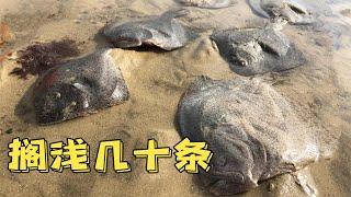 小倪趕海遇怪事，沙灘上擱淺幾十條多寶魚，小倪全都帶回家【小倪趕海】