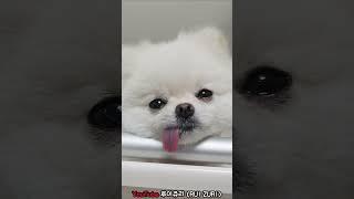 쥬리가 쓰러졌어요..  #강아지 #pomeranian #반려견