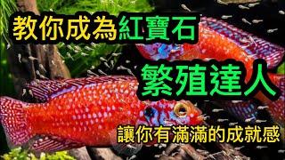 非洲慈鯛紅寶石繁殖重點! 小魚從孵化到長大! | 水族系列