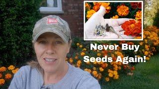 How to Save Marigold Seeds!