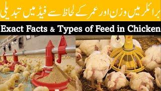 Exploring the Diverse Types of Feed in Poultry Farming