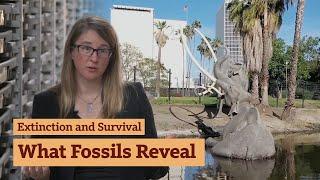 What Do La Brea Tar Pits Fossils Reveal? with Emily Lindsey #LaBrea #tarpits #LA #LosAngeles