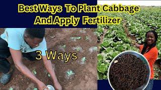 first time doing cabbage farming business in Ghana| planting and  fertilizer application