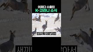 수출된 고라니 근황