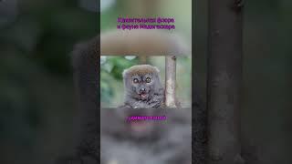 Удивительная флора и фауна Мадагаскара