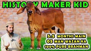 100% Pure Brahman Kid in Pakistan | Al Haiwan Group | Cattle Market Karachi