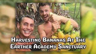 Harvesting Bananas At The Earther Academy Sanctuary | Dr. Robert Cassar