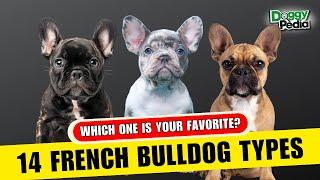 14 Different Types Of French Bulldogs