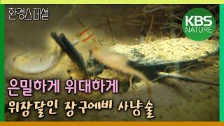 ‘논’생태계, 은밀하게 위대하게 위장달인 장구에비 사냥술[환경스페셜- 2008 지구의 해 특별기획 인간과 습지 [3부작] 제 2편 : 논] KBS 20081112 방송