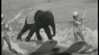 Crazy Water Skiing Elephant