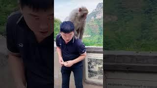 Hou Yingjun is really obedient. Monkey becomes a spirit. Please do not imitate dangerous actions