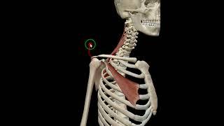 Scapula downward rotation