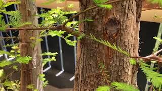 The Bonsai Balcony: Wire your branches or Clip and Grow?