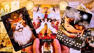 SOMEONE WANTS YOU MORE THAN YOU KNOW!!!  LOVE TAROT
