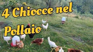 aggiornamento pollaio : 4 Chiocce e pulcini