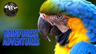 Selah: Rainforest Adventures | Animals of the Amazon & Sundaland Rainforests | @Areca-Tree-Learning