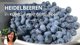 5 Jahre Heidelbeeren im Kübel - meine Erfahrungen und die wichtigsten Tipps