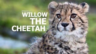 A Perfect Day | Ep 3: "Willow the Cheetah"