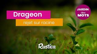 Jardin des mots : le drageon