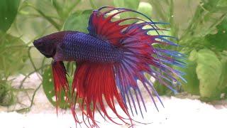 The Betta Fish - A Compassionate Care Guide