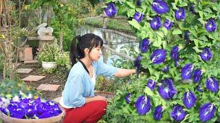 60 days of planting and harvesting butterfly pea flowers | Her life