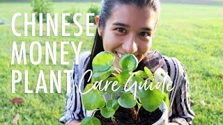 PILEA PEPEROMIOIDES HOUSEPLANT CARE GUIDE | How to Propagate Chinese Money Plant + Care Tips