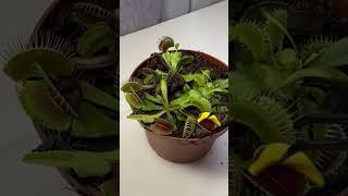 Venus Flytrap #insectivorousplants #insectivorous #science #nutrition #lifeprocesses
