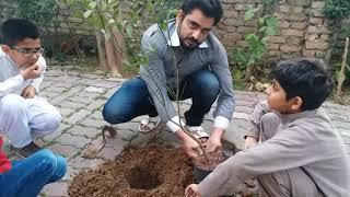 Lemon plantation at home | Karamat Ali Ansari