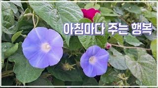 아침마다 행복을 가져다 주는 나팔꽃. Morning flowers that bring happiness every morning.