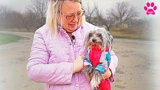 Встреча с собакой через 7 лет! Её хозяйка умерла. 12-летнюю Фифу чудом нашла её предыдущая владелица