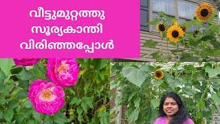 My garden||ഓണത്തിനുള്ള പൂക്കൾ വീട്ടുമുറ്റത്തു തന്നെയുണ്ട്||Life in America